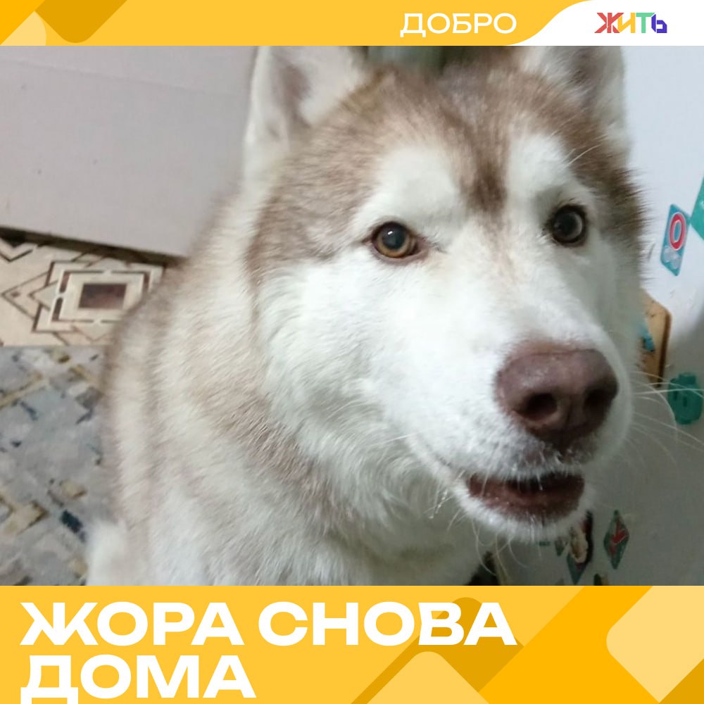 Хаски Жора катался на троллейбусе, пока его не нашли В Челябинске хаски по кличке Жора стал любимцем всего города. После того как 14 апреля сорвался с поводка, он несколько дней жил своей лучшей жизнью: бегал по улицам, катался на троллейбусе и принимал угощения от прохожих. Сначала его подобрали сотрудники управляющей компании — накормили, напоили, выложили объявление. Но на следующий день хитрец снова сбежал. Жора побывал в разных районах, пока не решил, что домом станет троллейбус №14. Он спокойно ездил по маршруту, выходил на прогулки с водителями и возвращался к своему любимому месту между сидений. Водители даже шутили, что у него теперь свой проездной. Но, несмотря на симпатию, сотрудники транспорта не забыли — у пса есть семья. Они вновь разместили объявление, и вскоре нашлась хозяйка. Мария Соколова сообщила, что Жора уже дома — сыт, доволен и, кажется, немного скучает по своим городским приключениям. — трогательная история