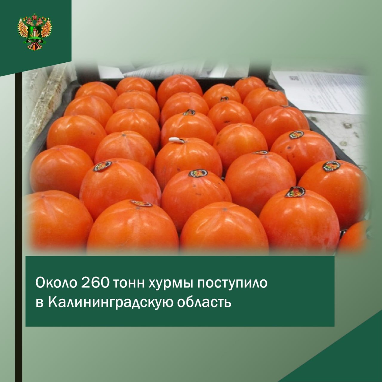 Около 260 тонн хурмы поступило в Калининградскую область.   Об этом сообщает Россельхознадзор региона.          С 1 октября по 28 ноября 2024 года Управлением досмотрено 14 автотранспортных средств и проведен карантинный фитосанитарный контроль порядка 259 тонн хурмы. Это на 20% больше аналогичного периода прошлого года.  Хурма поступала в область из:    Азербайджана,    Узбекистана и    Турции.  «По результатам проведенных лабораторных исследований Калининградским филиалом ФГБУ «ВНИИЗЖ» карантинных для РФ объектов не выявлено, продукция была выпущена в свободную реализацию».  Фото: Россельхознадзор региона