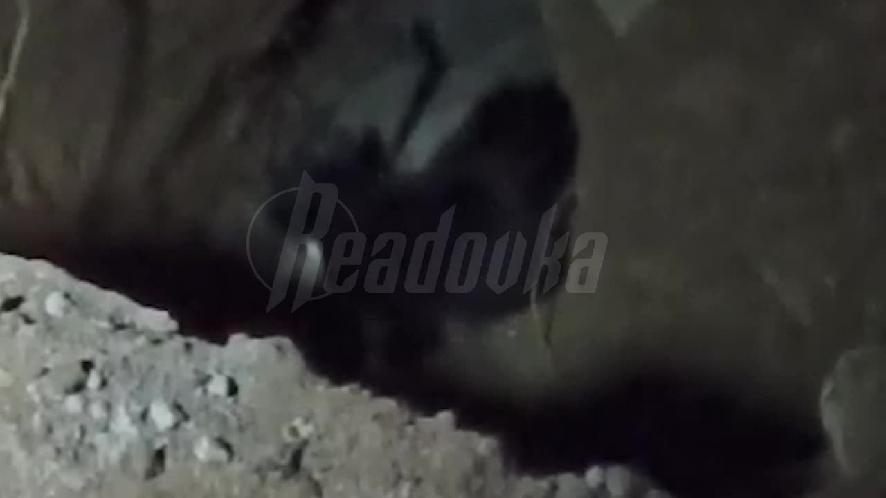 Кошки, спасенные активистами в Жулебино, вернулись к местным жителям