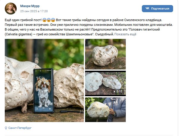В Петербурге на кладбище нашли гигантский гриб На Васильевском острове в Санкт Петербурге обнаружили необычный гриб гигантских размеров Утверждается что находка была сделана в районе Смоленского кладбища Предположительно гриб размером больше футбольного мяча это съедобный головач гигантский Calvatia gigantea из семейства шампиньоновых Его уже успели поесть слизни Ранее необычный гриб обнаружили в подвале одного из жилых домов в Гатчинском районе Ленинградской области rgsevzap