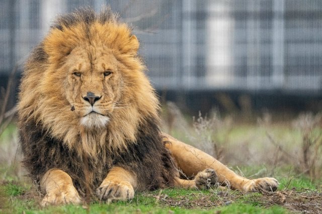 День влюбленных волгоградцев приглашают провести в компании с медведями и львами в зооцентре Дино в Среднеахтубинском районе 14 и 15 февраля в 12 00 пройдут очередные двухчасовые экскурсии на свежем воздухе просьба одеваться по погоде Запись через соцсети центра Дино с указанием количества гостей Подписывайтесь на тот самый легендарный РИАЦ