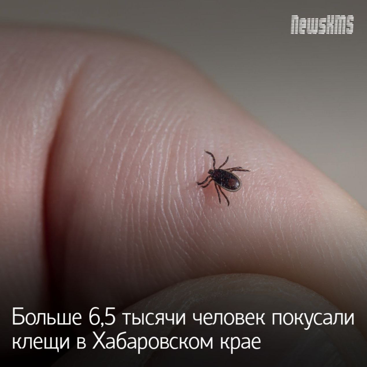 Активность клещей продолжается, но за последние две недели число обращений по поводу укусов снизилось в два раза. Всего с начала сезона зафиксировано более 6,5 тысячи укусов. Выявлено два случая клещевого энцефалита у непривитых жителей Николаевска-на-Амуре. Зараженность клещей боррелиозом остается высокой - до 30%. При укусе клеща необходимо обратиться в медучреждение и сдать его на анализ в лабораторию по адресу: улица Шевченко, 2. Ситуация остается на контроле Роспотребнадзора.