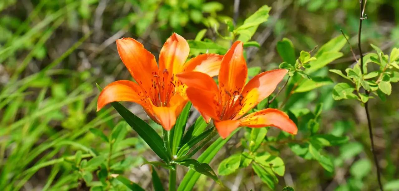 В 2025 году экопросветительские мероприятия Минэкологии Якутии объединили сотни тысяч якутян в масштабных акциях образовательных проектах и практических делах по сохранению природы Руководство и коллектив министерства благодарят всех участников за активное участие и выражают надежду на дальнейшее сотрудничество Так в прошлом году ХIХ Республиканская экологическая акция Природа и мы собрала 442 395 участников которые приняли участие в 14 591 мероприятиях от субботников по озеленению и уборке мусора мероприятий экологических дат республиканских конкурсов и проектов до федеральных кампаний Кроме того Якутия ярко проявила себя во Всероссийской акции Вода России войдя в топ 10 лидеров А победа школьников Чычымахской школы Таттинского улуса команды Талба под руководством учителя Д Е Ивановой в номинации Общий сбор данной акции обеспечила право проведения в республике крупного федерального экологического фестиваля в 2026 году который в этом году состоится на берегу реки Амга Также в план эколого просветительских мероприятий Министерства на 2026 год вошли следующие ключевые события ХХ Республиканская экологическая акция Природа и мы юбилейная акция стартует в марте II Республиканская олимпиада ЭкоУм среди учащихся 7 11 х классов март II Республиканский конкурс Юный инспектор охраны природы май первым победителем конкурса стал Эрчим Лукин ученик 8 класса гимназии Горного улуса IV Республиканская научно исследовательская экспедиция Кун сарданата и IX Республиканская экологическая экспедиция КунЭко с участием представителей науки республики июль X Республиканский слёт Зелёные пионеры Якутии в рамках профильной смены Береги планету на базе ГАУ ДО РС Я ЦОиОД Сосновый бор юбилейный слёт состоится в июле текущего года и вновь соберёт лучших юных экологов республики Республиканский заочный лесной смотр конкурс Лучшее школьное лесничество начнётся в августе итоги подведут в декабре проведение экологических уроков в школах и детских садах республики в течение года в прошлом году было проведено более трех тысяч экоуроков для детей Республиканский экологический проект Зелёный четверг продолжит своё яркое шествие по республике объединяя неравнодушных к вопросам экологии граждан организации и предприятия Кроме того выйдут первые экопросветительские анимационные фильмы для детей созданные министерством с использованием инструментов искусственного интеллекта И многие другие яркие и запоминающиеся мероприятия ждут жителей и гостей республики Приглашаем всех принять активное участие а чтобы быть в курсе всех значимых событий министерства рекомендуем следить за актуальными новостями на офциальном сайте и подписаться на наши каналы в социальных сетях Официальный сайт   minpriroda sakha gov ru Телеграмм   t me ecoyakutia МАХ   max ru id1435035723 gos Вконтакте   vk com minecologii