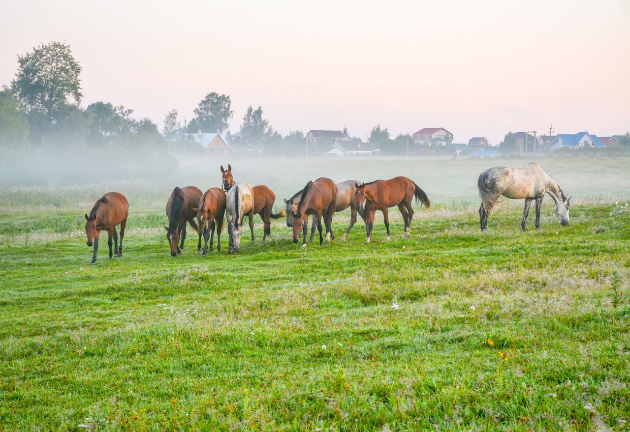 Ленинградская область стала пилотным регионом для тестирования комплексной модели развития агротуризма Суть данного подхода в объединении усилий сельскохозяйственных предприятий органов власти и туристического бизнеса Мы готовы делиться наработанной в Ленобласти практикой развития агротуризма Господдержка и комплексный подход позволяют фермерам региона и развивать сельхозпроизводство и создавать объекты агротуризма Это развитие сельских территорий новые рабочие места и экономическая устойчивость сообщил вице губернатор Ленобласти по АПК Олег Малащенко Специалисты министерства сельского хозяйства РФ вместе с представителями Комитета по АПК Ленинградской области ведущими туроператорами и главами муниципальных районов накануне провели выездной мониторинг 16 объектов сельского туризма из них семь ранее получили грантовую поддержку из федерального бюджета Результаты анализа собранной информации будут использованы для выработки предложений по развитию данного направления туризма как в самой области так и в других российских регионах Минсельхоз России благодарит организаторов и участников поездки за высокий уровень вовлеченности в развитие как аграрной так и туристической отраслей Как мы убедились в аграрной отрасли эффективны те у кого горят глаза отметили в ведомстве Источник фото