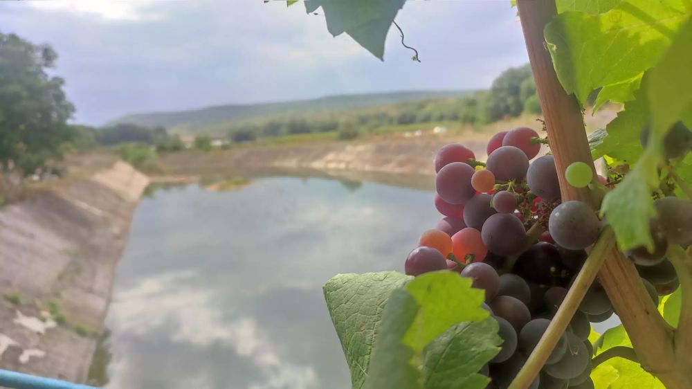 С геном из морских водорослей: в Крыму вырастили уникальный в РФ виноград ⁠ СИМФЕРОПОЛЬ, 8 дек – РИА Новости Крым. Крымские ученые работают над получением морозо- и засухоустойчивых сортов винограда с использованием методов генной инженерии, и уже вырастили первый в России генно-модифицированный виноград, использовав гены холодового шока из морских водорослей. Об этом в эфире радио "Спутник в Крыму" рассказал директор Всероссийского национального научно-исследовательского института виноградарства и виноделия "Магарач" РАН, доктор сельскохозяйственных наук Владимир Лиховской.  По его словам, генно-модифицированный виноград, выращенный институтом "Магарач" совместно с Никитским ботаническим садом, является первым в России.  "Отработана технология. Мы вставили туда гены холодового шока из морских водорос...  Подробнее>>>