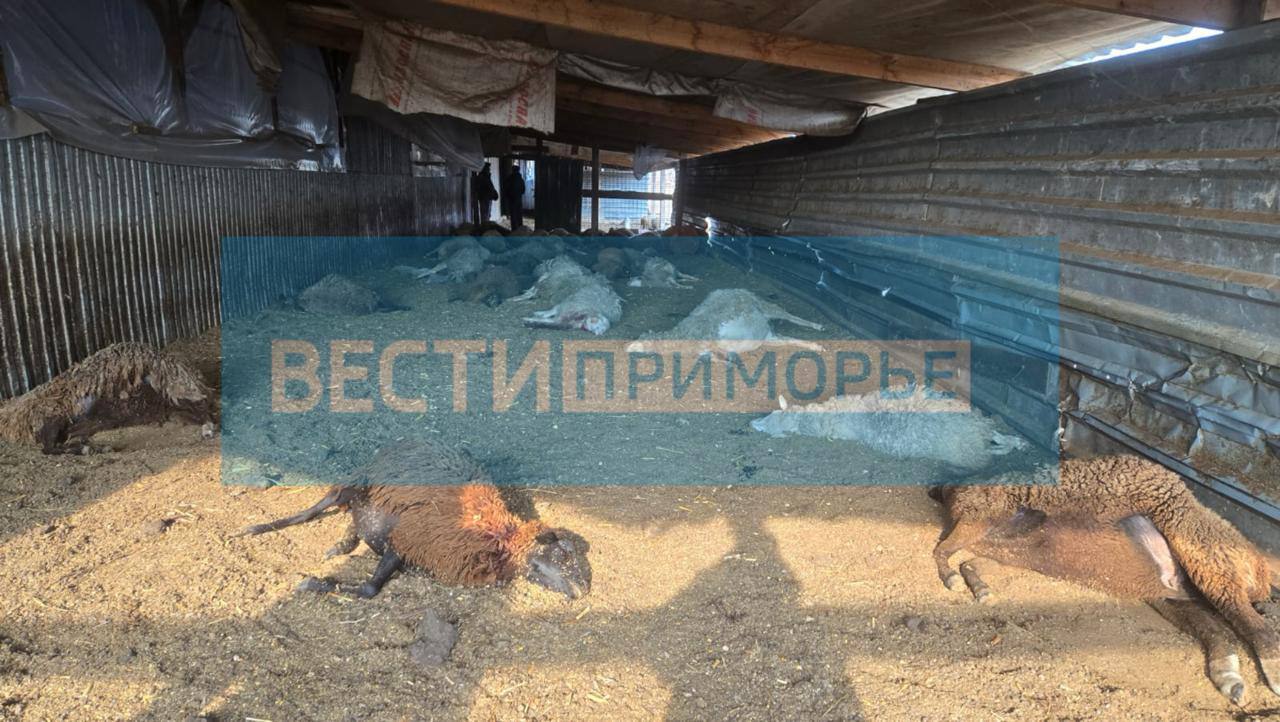 Происшествие с гибелью 37 баранов в Надеждинском округе Приморья обрастает новыми подробностями По официальным данным животные стали жертвами человека В правительстве края уточнили что овцы погибли из за антропогенного воздействия Как сообщили специалисты Охотнадзора Приморского края вскрытие нескольких туш животных показало что причиной смерти 37 баранов стали огнестрельные ранения а не тигр как предполагали очевидцы В распоряжении Вестей Приморье оказались несколько снимков с места происшествия На кадрах массового убийства трупы сельхоз животных лежат рядом с друг другом при этом вопросы вызывает факт отсутствия крови которое при огнестрельном ранении почти всегда есть Опрошенные нами эксперты предположили что убитых животных могли просту подбросить или занести в сарай уже мертвыми То есть амбар это не место жесткой расправы с баранами Обращает внимание отсутствие крови под баранами а так не может быть и не важно кто сделал рану она бы натекла тем более с шеи отметил собеседник Вестей Приморье
