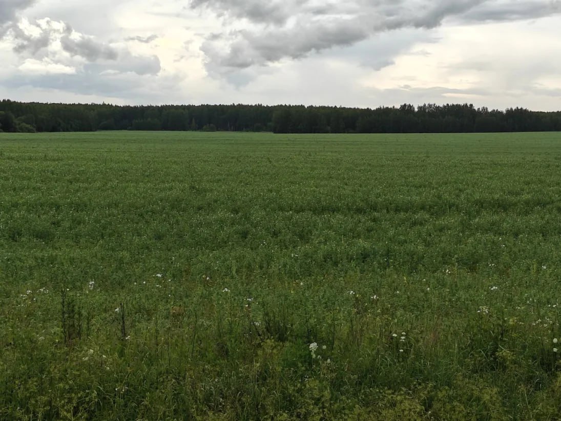 Посевная кампания в Нижегородской области завершена Общая площадь под урожай 2025 года превысила 1 миллион гектаров. Сельхозугодия заняты яровыми и озимыми культурами, многолетними травами. Нижегородская Стрелка Z Подпишись