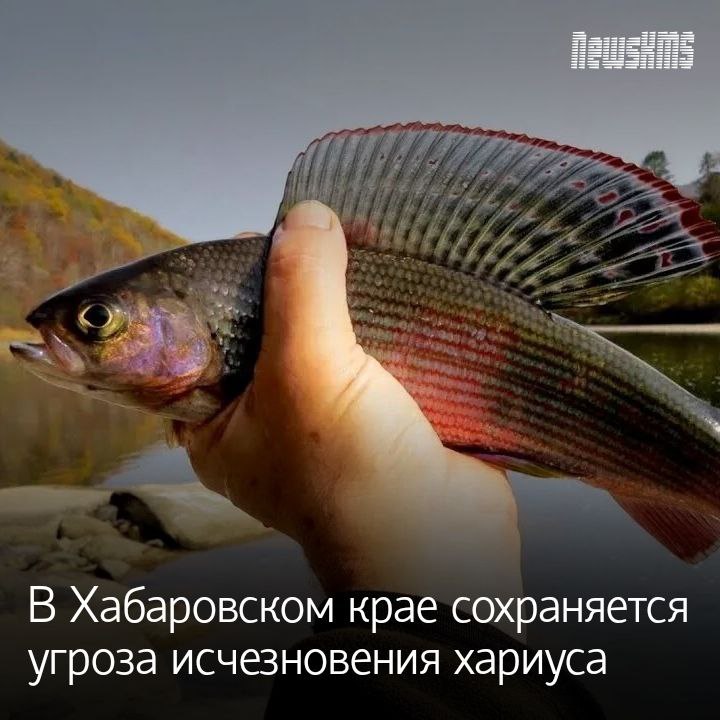 В реке Бурея в бассейне которой расположен одноимённый заповедник обитают сразу четыре вида хариуса что делает её уникальной единственной в мире обладающей таким биоразнообразием Один из них эндемик обитает только там Именно за него больше всего беспокоятся учёные Как рассказали в заповеднике Буреинский в будущем освоение бассейна ниже заповедника может привести к строительству ГЭС водохранилищ загрязнению вод и увеличению вылова рыбы Особую опасность представляют гидросооружения которые могут привести к исчезновению буреинского хариуса эндемика и разрушению уникальной экосистемы Учёные считают что для сохранения биоразнообразия реки необходимо строго соблюдать природоохранные положения на участке до реки Умальта а также полностью запретить лов хариуса с октября по апрель В ключевых местах обитания этой рыбы целесообразно введение особого режима природопользования