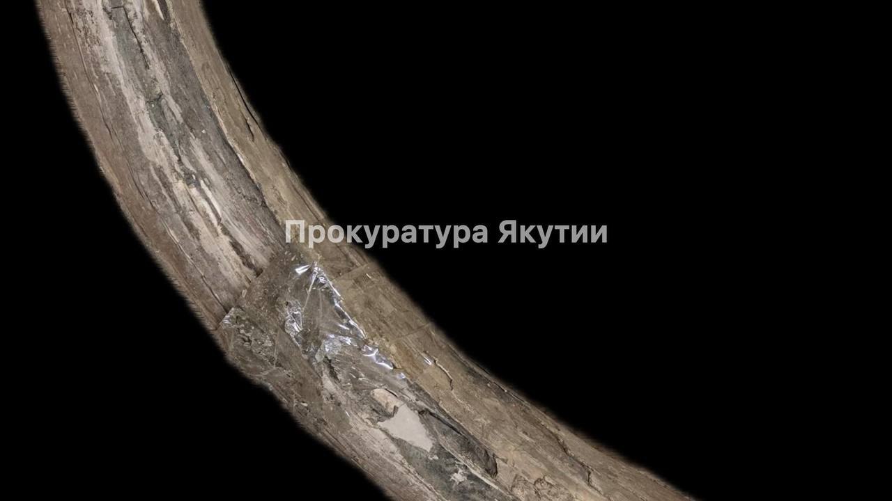 В Якутии прокуратура добилась передачи в государственную собственность бивней мамонта общим весом свыше 20 кг. Установлено, что на территории Усть-Янского района на участке местности береговой полосы р. Яна незаконно добыты семь фрагментов бивней шерстистого мамонта общим весом 20,7 кг, которые обнаружены и изъяты в ходе оперативных мероприятий. Подробнее по ссылке на нашем сайте: gtrksakha.ru ⏏ ⏸⏯⏹ Подписаться