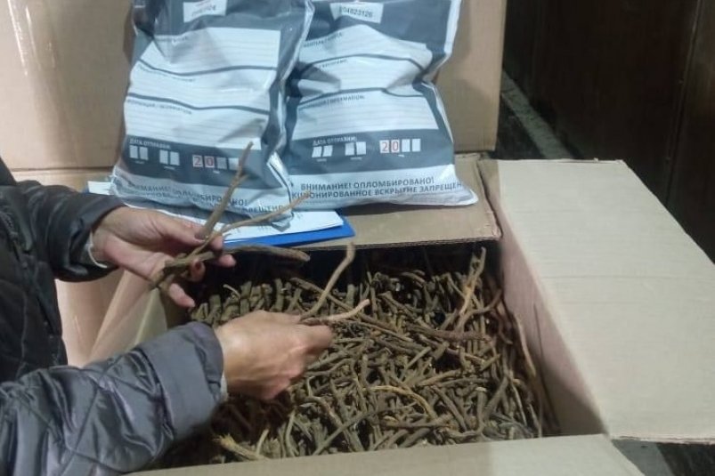 Сапожниковия растопыренная уехала в Китай из Бурятии Республика методически подсаживает поднебесную на свои целительные растения Вот и в этот раз 55 тонн корней солодки отправились отправились лечить братишек в Китай Многолетнее травянистое растение применяют в медицине как спазмолитик анальгетик жаропонижающее и ранозаживляющее средство В традиционной медицине Китая Тибета и Монголии используют сушёные стебли плоды листья и особенно корни солодки Его лечебные свойства объясняют высоким содержанием биологически активных веществ