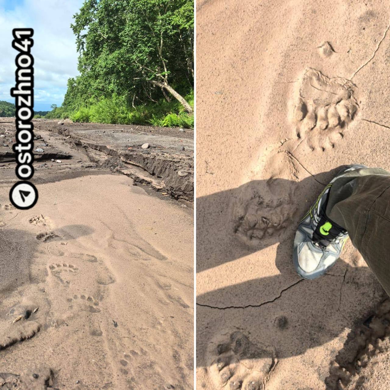 Осторожно! Медведи снова вышли к людям   На парковке у вулкана Горелый заметили трёх медведей, которые направились прямо к палаточному лагерю. По словам очевидцев, зверей привлёк запах ухи, оставленной туристами.  Медвежьи следы нашли и в районе Сухой речки во время патрулирования.  Природные парки «Вулканы Камчатки» напоминают:  храните еду и отходы так, чтобы звери не смогли их достать  держите лагерь чистым  имейте при себе средство для отпугивания    Медведей заметили? Звоните: 8-961-963-95-59.    Предложка открыта    Обсудим в чате    Осторожно, Камчатка