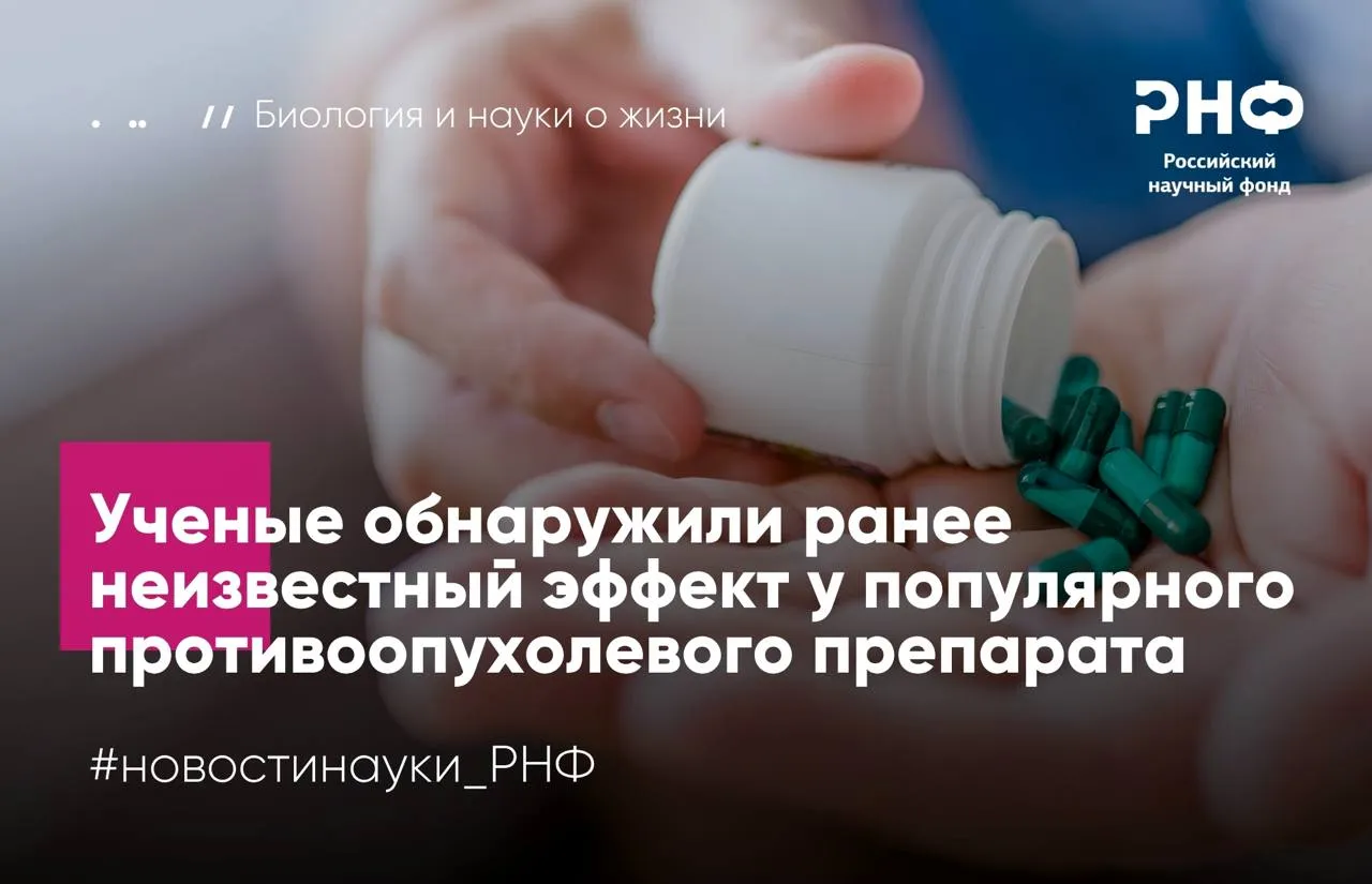 Ученые из ФИЦ химической физики имени Н Н Семенова РАН с коллегами обнаружили новый механизм действия противоопухолевого препарата Оказалось что эверолимус не только подавляет деление раковых клеток но и блокирует работу протеасом молекулярных утилизаторов поврежденных белков Работа выполнена при поддержке Российского научного фонда   В норме протеасомы защищают клетки разрушая дефектные белки Однако в раковых клетках их активность повышена поскольку из за быстрого деления в них образуется много ошибочных белков Если работу протеасом подавить токсичные белки накапливаются и клетка погибает Исследователи доказали что препарат эверолимус способен вызывать именно такой эффект   Препарат подавляет активность протеасом в клетках рака легкого и толстой кишки причем в последнем случае его эффективность сопоставима с классическим ингибитором бортезомибом   При этом механизм действия отличается эверолимус не блокирует активный центр напрямую а изменяет структуру протеасомы нарушая ее работу В клетках рака молочной железы такой эффект не наблюдался что указывает на устойчивость этого типа опухоли к описанному механизму Наше исследование раскрыло ранее неизвестный механизм химиотерапевтического препарата широко применяющегося в медицине При этом важно что он блокирует протеасомы по механизму отличному от других препаратов блокаторов этих комплексов Это позволит подбирать более эффективные комбинации препаратов с разными способами действия для лечения опухолей устойчивых к традиционной терапии В дальнейшем мы планируем расширить исследования чтобы полностью понять весь спектр действия препарата и оценить его потенциал в сочетании с другими терапиями рассказывает участник проекта поддержанного грантом РНФ Ирина Тарасова кандидат физико математических наук ведущий научный сотрудник лаборатории физико химических методов исследования структуры веществ Института энергетических проблем химической физики имени В Л Тальрозе ФИЦ химической физики имени Н Н Семенова РАН Результаты опубликованы в журнале Biochemistry Moscow Подробнее в материале Наука Mail РНФ Телеграм ВКонтакте MAX новостинауки РНФ биология