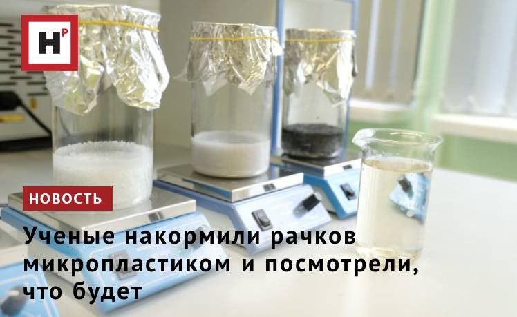 Ученые выяснили что не весь микропластик одинаково опасен для водных обитателей а его влияние на пресноводные экосистемы может быть менее катастрофичным чем принято считать В эксперименте рачки охотно захватывали частицы пластика При этом микропластик разной природы кардинально менял токсичность других загрязнителей воды от полной нейтрализации до усиления Из четырех видов пластика значительный вред нанес только полистирол тот из которого делают пенопласт одноразовую посуду и лотки для еды Рачки которые заглатывали частицы полистирола в высоких концентрациях жили меньше и приносили мало потомства При этом концентрации при которых наблюдались эффекты в лаборатории были очень высокими в десятки тысячи раз выше чем те что находят в большинстве пресных водоемов Частицы других видов пластика не нанесли рачкам вреда Они выводились наружу вместе с экскрементами Фото Анастасия Тамаровская ФИЦ КНЦ СО РАН Подробнее на портале Научная Россия рачки