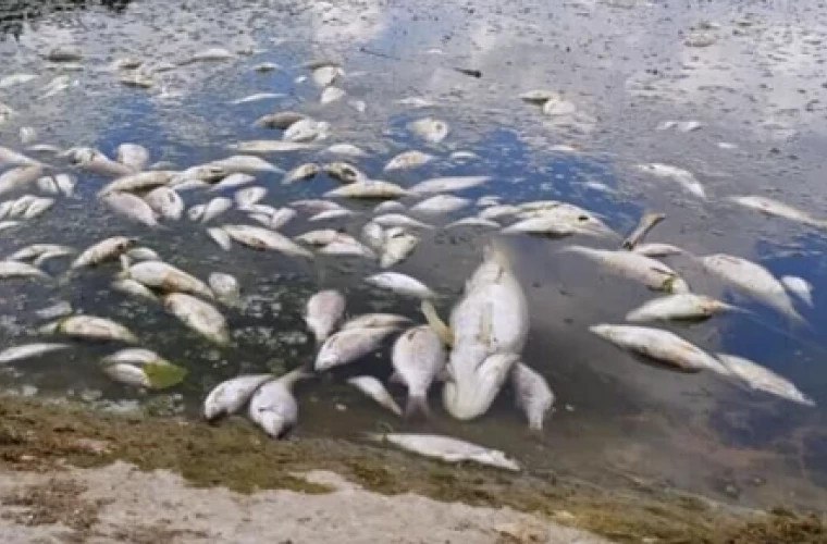 В Данченском озере уже две недели видна мёртвая рыба