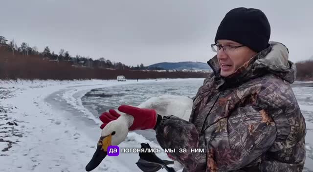 Спасение краснокнижного лебедя в Забайкалье: зоологи и волонтеры приступили к операции