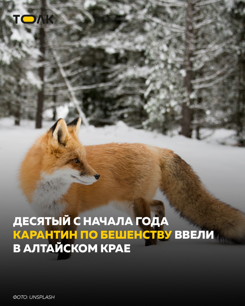 ТОЛК новости Барнаула Алтайского края и Республики Алтай В Алтайском крае зафиксировали уже 10 й случай бешенства В этот раз смертельно опасное заболевание выявили в селе Бураново Калманского района Введены стандартные ограничительные меры которые снимут через 60 дней после устранения подозреваемых в бешенстве животных и туш зверей с подтвержденным диагнозом Обнаружили бешенство на территории личного подсобного хозяйства Напомним за весь 2025 год в регионе зарегистрировали 29 случаев бешенства рекордный показатель С учетом уже выявленных в этом году очагов специалисты не исключают ухудшения ситуации ТОЛК ТОЛК в подробнее на канале ТОЛК новости Барнаула Алтайского края и Республики Алтай