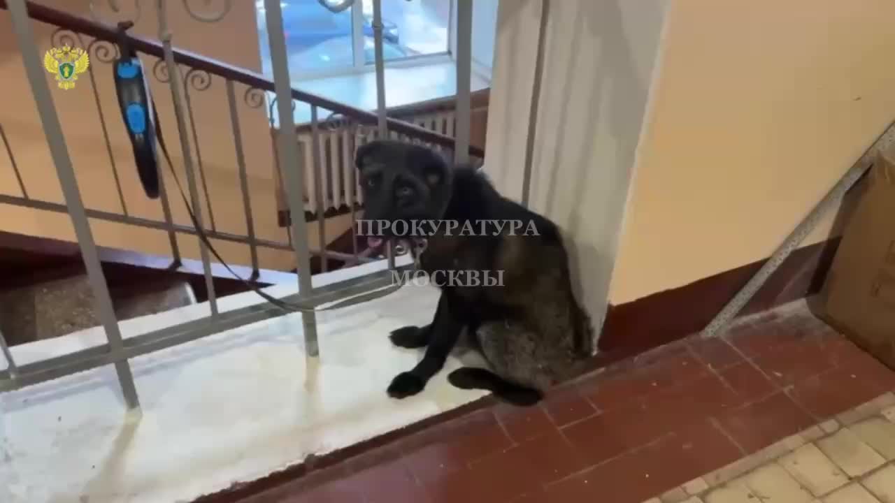 Лиса замечена в Надыме и передана на реабилитацию в Москве