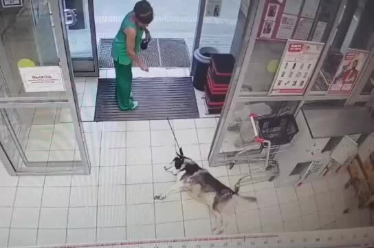 Хаски в Краснодаре предпочел прохладу кондиционера жаре улицы