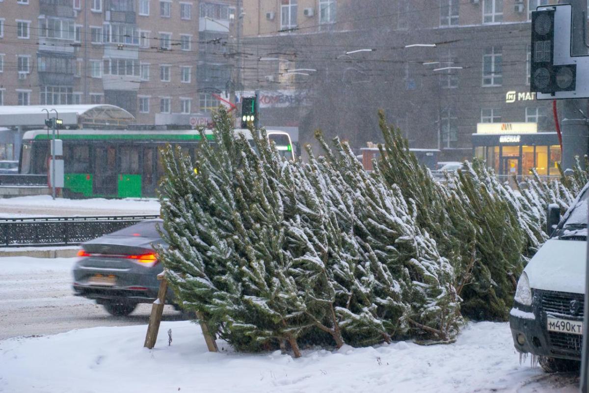 Из Челябинской области увезли в Казахстан 46 тысяч новогодних деревьев Порядка 46 5 тысячи рождественских деревьев из Челябинской области отправились в Казахстан чтобы украсить дома жителей соседнего государства Ели и сосны вывозили партиями с октября Перед отправкой специалисты взяли образцы деревьев чтобы подтвердить их фитосанитарную безопасность Карантинных организмов и вредителей не обнаружили По итогам досмотров владельцам колючей продукции выдали фитосанитарные сертификаты позволяющие экспорт главного символа новогодних праздников прокомментировали в Россельхознадзоре Казахстан крупнейший импортер челябинских елей и сосен Ежегодно в канун зимнего праздника туда отправляют около 50 тысяч деревьев Другую часть получают регионы России Более 10 тысяч хвойных красавиц уже вывезли в Волгоградскую Воронежскую Липецкую Ростовскую Самарскую Мурманскую Омскую Оренбургскую области Краснодарский и Ставропольский края Они также успешно прошли фитосанитарный контроль Подписаться на vecherchel Голосовать за канал