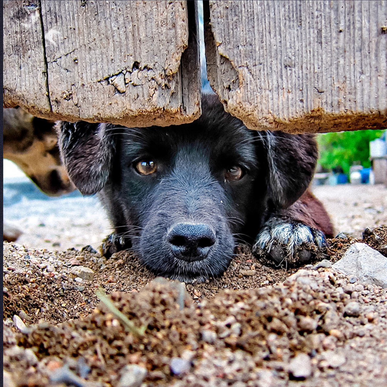 Каждой осенью десятки тысяч животных оказываются на улице из за дачников По данным Госдумы десятки тысяч питомцев становятся бездомными когда заканчивается дачный сезон Весной их берут на лето а осенью просто выбрасывают За такие поступки предусмотрен штраф до 30 тысяч рублей но без регистрации животных доказать факт выброса почти невозможно многие регионы не ведут учёт вовсе люди без сердца НЕ МОРГЕНШТЕРН