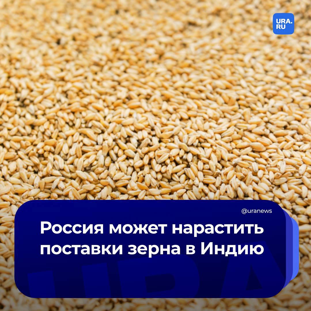 Индия готова стать главным покупателем российского зерна. Об этом заявил экс-замминистра сельского хозяйства и продовольствия Леонид Холод в интервью URA.RU.  По его словам, экспортный потенциал России по зерну в этом году будет на уровне 50 млн тонн. За сентябрь из страны вывезли чуть больше шести млн тонн. Среди основных покупателей — Египет, Турция, Иран и другие страны. Однако Россия может выйти на еще один перспективный рынок — индийский.   «В Индии проживают 1,5 млрд человек. Страна начинает развиваться, и в ближайшие годы будет, думаю, вторым, а потом и первым драйвером мирового развития и, соответственно, покупателем продовольствия», — отметил Леонид Холод.  Полное интервью читайте на сайте URA.RU.