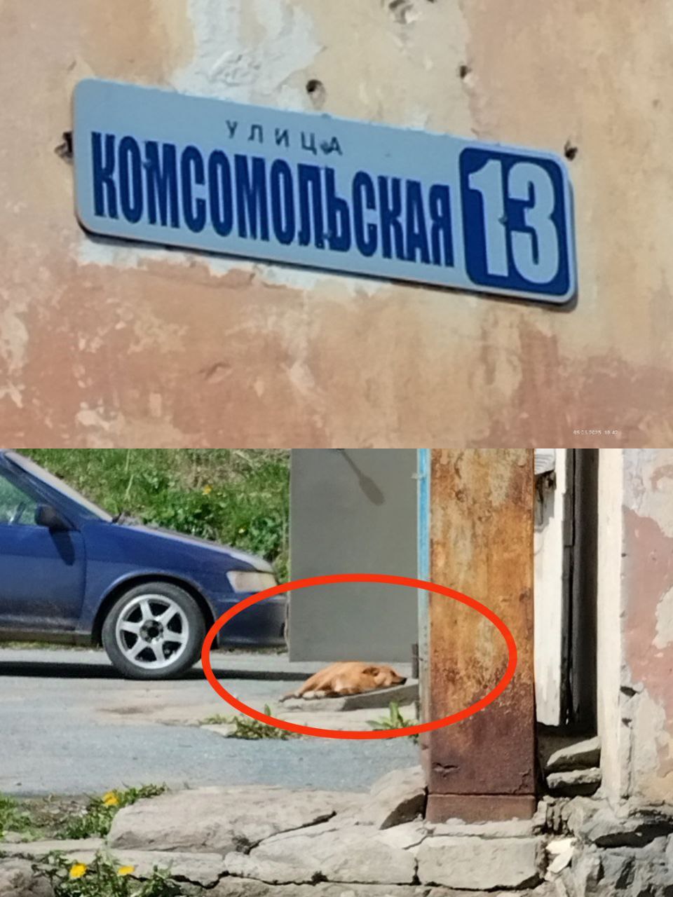 Свора бездомных собак, обосновавшихся на улице Комсомольской, 13, пугает находкинцев Горожане жалуются, что собаки, живущие под крыльцом дома, активно плодятся. По их словам, они не проходили вакцинацию и могут быть опасны. Жители обратились к губернатору Приморского края Олегу Кожемяко. В администрации Находки сообщили, что отлов животных произведут на следующей неделе. Помимо этого, отливщики поработают и на улице Дзержинского. Фото: NakhodkaMedia Прислать новость