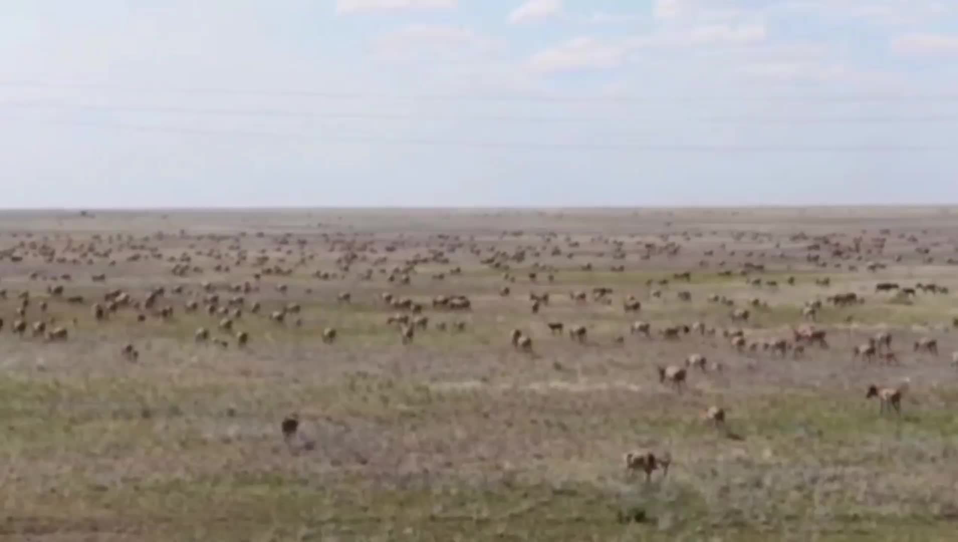 Саратовская область фиксирует массовое прибытие сайгаков из Казахстана