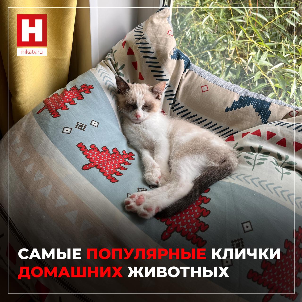 Машка или Миссис Пиклз Оказалось что кошек чаще называют русскими словами а собакам дают зарубежные клички Например в столице популярными именами для усатых полосатых являются Барсик Муся и Пушок Лучших друзей человека чаще называют кличками Джек Ричард Джесси и Тайсон сообщил ТАСС председатель комитета ветеринарии Москвы Алексей Сауткин Подписывайся на наш канал в Максе