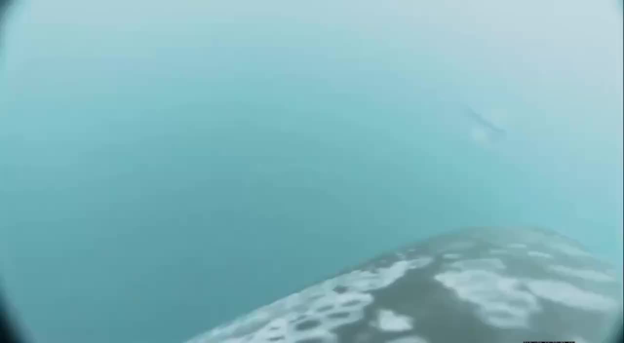 Косатки и дельфины впервые охотятся вместе в Британской Колумбии