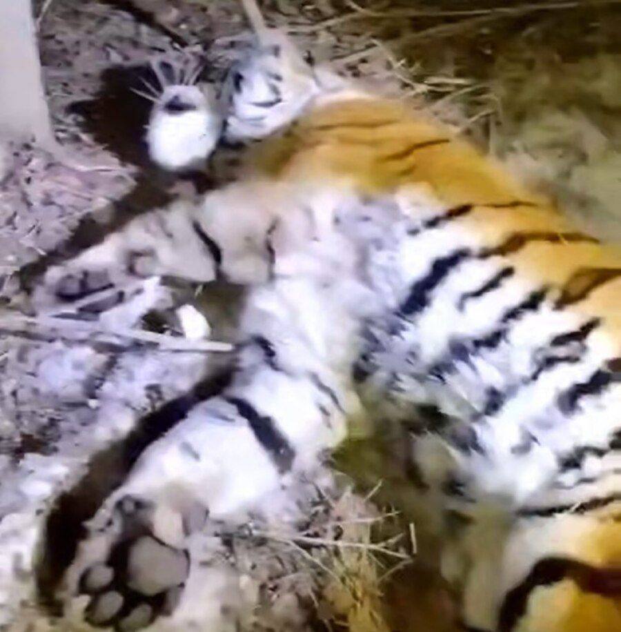 Девятый тигр с начала года пойман в Приморском крае Девятого Амурского тигра отловили в Приморском крае Хищника изъяли ночью 14 февраля в районе села Маргаритово Ольгинского округа Операцию провели специалисты охотнадзора По предварительной информации это самец При первичном осмотре серьезных травм у животного не обнаружили Сейчас его перевозят в реабилитационный центр Центр тигр в селе Алексеевка где специалисты проведут полное ветеринарное обследование и оценят состояние хищника После обследования будет принято решение о дальнейшей судьбе животного Специалисты напоминают жителям края о необходимости соблюдать осторожность и незамедлительно сообщать о появлении тигров вблизи населенных пунктов PRIMPRESS в MAX ДЗЕН ЧАТ БОТ