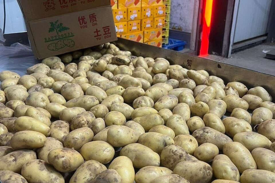 В Забайкальске задержали заражённый картофель из Китая Россельхознадзор не допустил ввоз 6 тонн свежего картофеля заражённого карантинным вирусом вироидом веретеновидности клубней Опасная инфекция была выявлена на фитосанитарном посту в Забайкальске и подтверждена лабораторно   Болезнь снижает урожайность на 20 80 и легко распространяется через клубни семена и почву Вся партия по просьбе импортёра была возвращена в Китай чтобы не допустить заражения российских полей ZAB RU