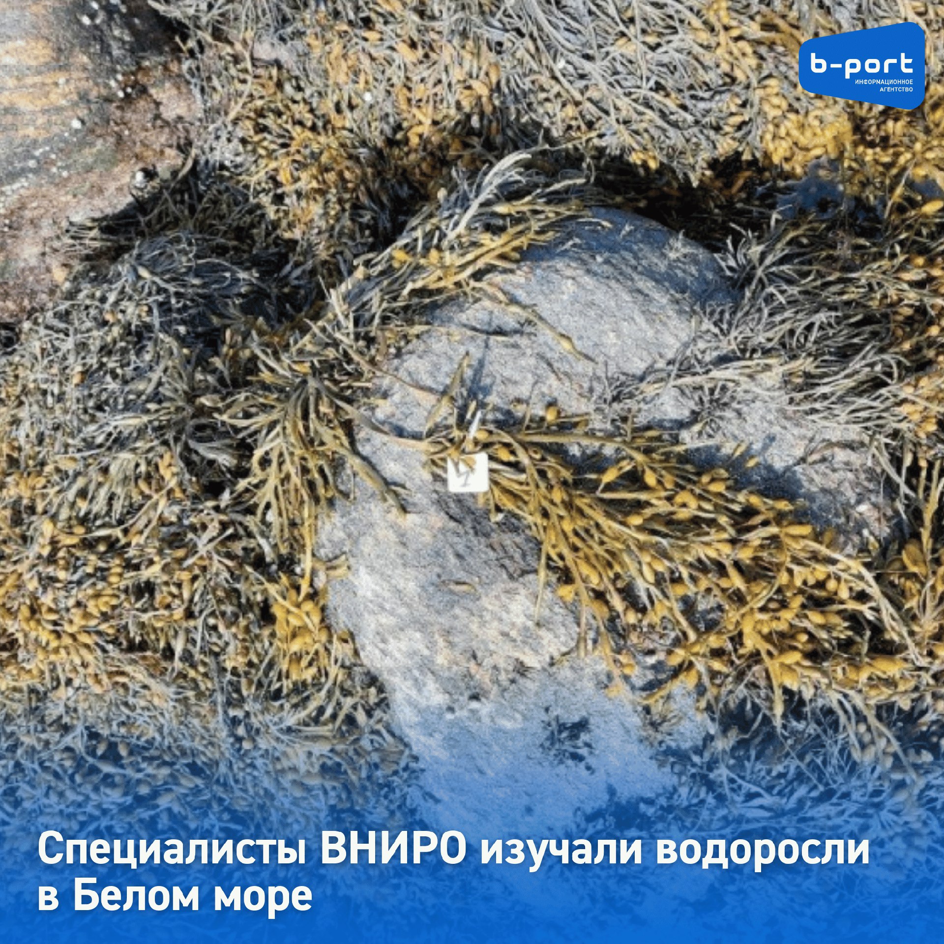Специалисты ВНИРО изучали водоросли в Белом море Ученые Северного филиала в июне находились рядом с островом Большой Соловецкий. Там они взяли пробы воды и грунта, чтобы оценить, насколько загрязнена прибрежная зона Соловецких островов. Ученые оценивали сезонное развитие, возрастной состав и темпы размножения популяций фукуса и ламинарии. Также они изучали биологию и биохимический состав красной водоросли-каррагинанофита хондруса курчавого. Как пояснили во ВНИРО, проведенные исследования позволят установить особенности роста и размножения этих водорослей летом 2025 года. Фото: ВНИРО
