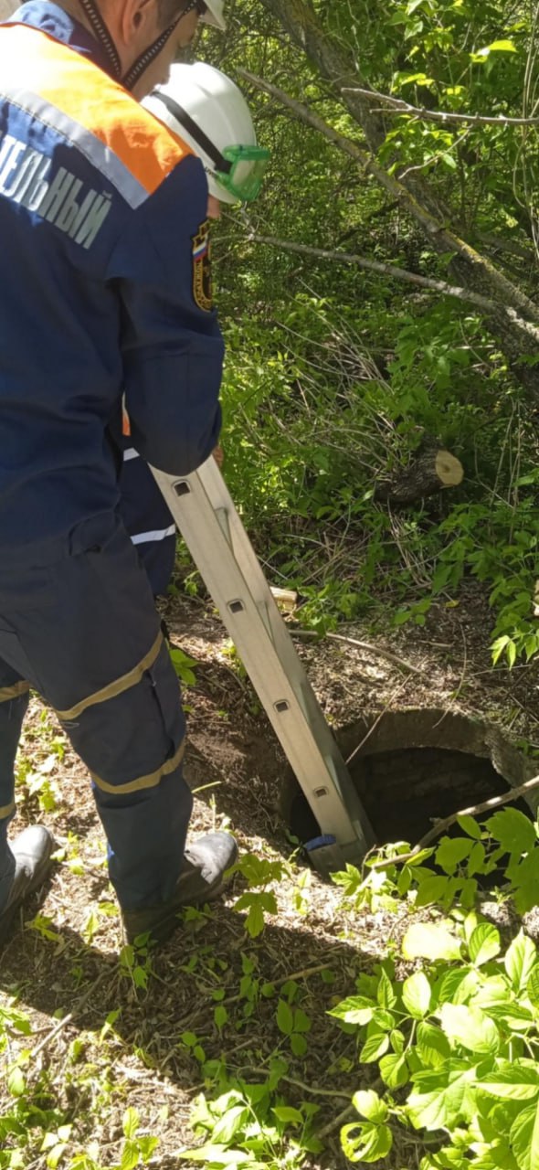 В Пензе собака провалилась в двухметровый колодец  22 июля пензенские спасатели пришли на помощь животному, которое не могло самостоятельно выбраться из глубокого колодца на ул. Аустрина.   Спасатели, используя специальные приспособления, вытащили собаку и выпустили животное на волю.    Подписаться