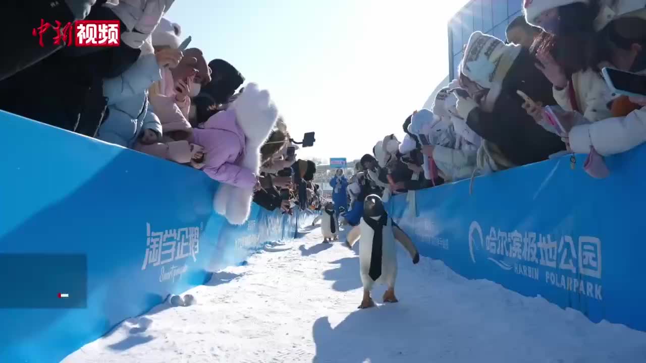 Парад пингвинов прошел в Харбине в рамках фестиваля Harbin Polarland