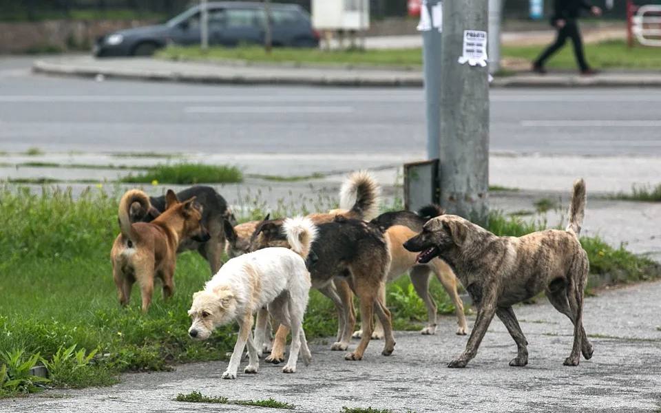 В микрорайоне КЗТЗ города Курска зафиксированы случаи нападения бездомных собак на детей.    Следственный комитет по Курской области проводит проверку по данным фактам.    По предварительным сведениям, в этом месяце бездомные собаки атаковали детей, находившихся на улице. Установлено также еще одно подобное происшествие. В настоящее время следствие выясняет все детали произошедшего.    Жесть Курск — подписаться