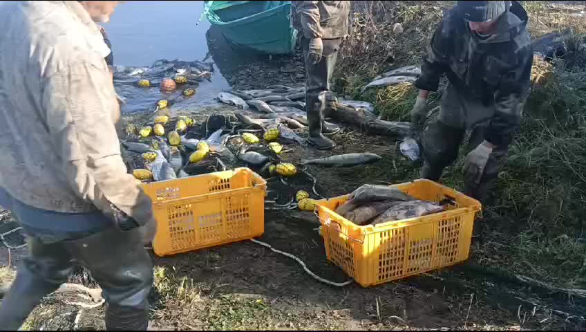 Тернейский рыбозавод обвиняется в уничтожении лососевых