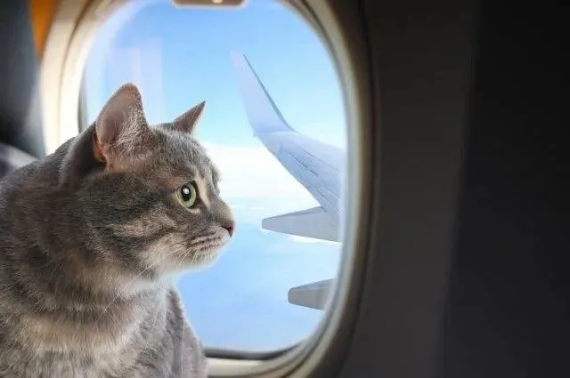 Turkish Airlines запретила перевозку животных в бизнес классе Пассажирам предлагают сдавать их в багажный отсек Исключения предусмотрены только для уже оформленных поездок Также остаётся доступной услуга перевозки служебных животных Правила перевозки домашних животных в салоне экономкласса остаются прежними с переноской вес питомца не должен превышать 8 кг Подписаться на PRO transport Telegram MAX