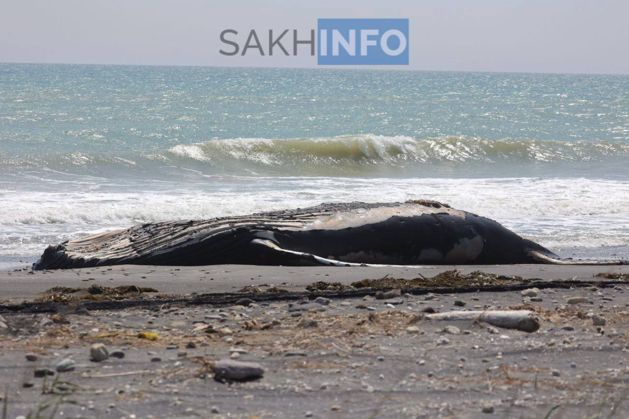 Тушу горбатого кита выбросило на берег в Кунашире Как стало известно «Сахалин Инфо», взрослую самку кита на побережье обнаружили 2 июня. «Научный отдел заповедника поехал брать пробы и делать замеры. В дальнейшем это поможет узнать что случилось, от чего погиб кит», - сообщили сотрудники заповедника «Курильский»