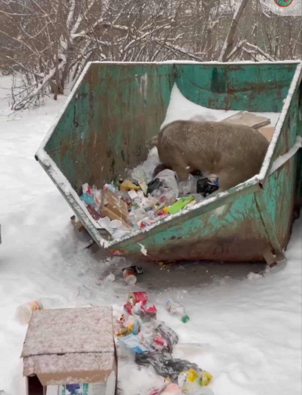 Со свиньями разберутся после праздников Вывоз бродячих свиней с улиц свердловской Ревды начнётся с 12 января когда вступит в силу соответствующее решение суда Об этом заявила мэр Татьяна Клепикова По её словам раньше приступить к исполнению нельзя так как с 12 января к работе подключится крестьянско фермерское хозяйство из Клёновского которое и займётся отловом животных Бродячие свиньи которые принадлежат фермеру Анатолию Луткову уже несколько лет доставляют проблемы жителям разбрасывая мусор разрушая благоустройство и отнимая пакеты с едой Ранее жители жаловались губернатору Свердловской области Денису Паслеру что свиньи терроризируют Ревду уже не первый год В конце ноября городской суд решил свиней отловить и увезти на свиноферму в село Клёновское но до тех пор пока не объявится законный владелец или не будет определён другой порядок Свиньи оккупировали целый город urallive Фото Сигнал Урал