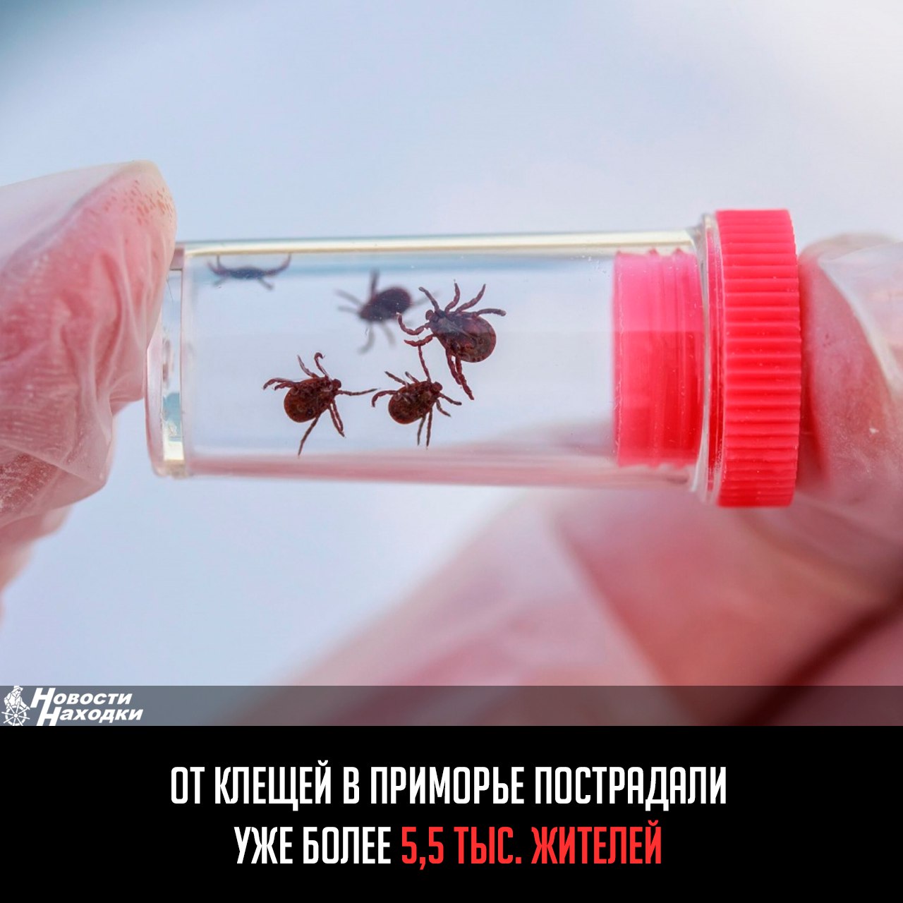 Более 5 с половиной тысяч человек обратились с начала года за помощью к медикам после присасывания клещей. Об этом сообщает региональное управление Роспотребнадзора. По данным медиков, от паразитов пострадали уже 5509 человек, четверть из них — дети. В этом году клещи более активны: количество обратившихся к врачам на 5,6% превышает средние многолетние показатели. По данным Роспотребнадзора, антиген и РНК вируса клещевого энцефалита обнаружили в 15 сданных на исследование клещах. Инфицированные паразиты присосались к жителям Кавалеровского и Красноармейского районов, а также Арсеньевского, Артёмовского, Владивостокского и Спасского городских округов. Находкинский ГО также в списке территорий, где есть люди, заболевшие боррелиозом и риккетсиозом после укуса клеща.