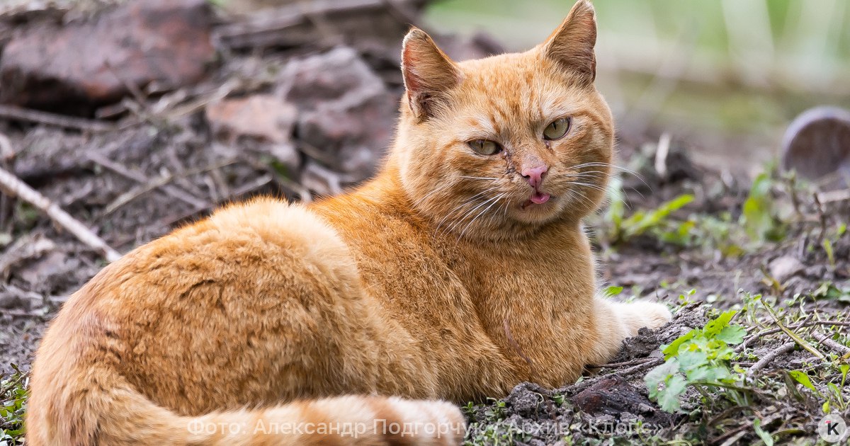 Житель Москвы обанкротился из за кота СМИ Житель Москвы отдал 300 тысяч рублей на лечение своего кота а затем решил подать на банкротство Об этом в воскресенье 21 декабря сообщает РИА Новости со ссылкой на телеграм каналы Москвич решил объявить себя банкротом из за лечения 19 летнего кота Потратил 300 тысяч рублей но питомец умер отмечается в публикации Кот в октябре 2023 года заболел мочекаменной болезнью Ветеринары сделали ему несколько операций и прописали дорогостоящее лечение Хозяину пришлось оформить кредит Однако спасти кота не удалось а у мужчины остались долги Сумма из за пеней выросла до 1 2 млн рублей и он подал на банкротство