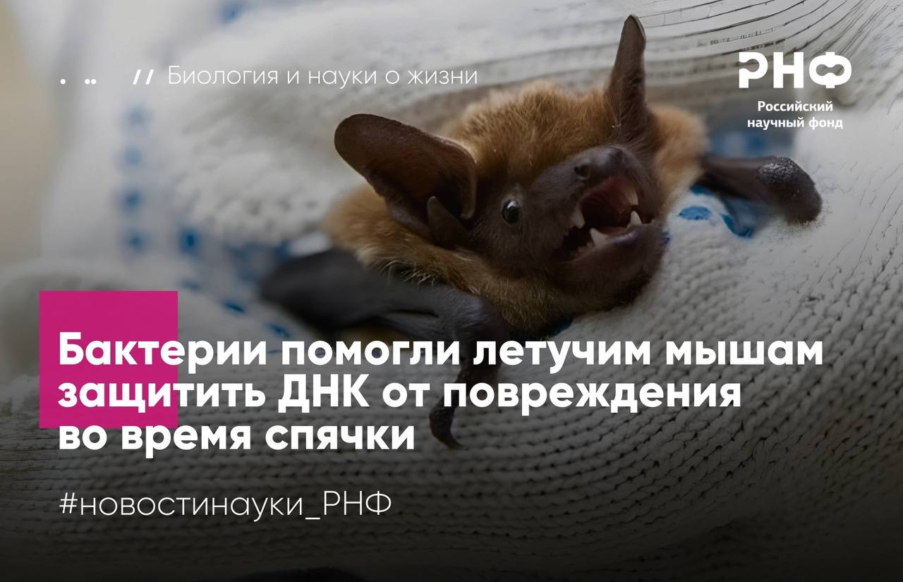 Биологи Донского государственного технического университета с коллегами показали что во время зимней спячки кишечная микробиота летучих мышей активнее синтезирует вещества защищающие ДНК хозяина от повреждений Работа выполнена при поддержке Российского научного фонда   Летучие мыши носители различных вирусов в том числе коронавирусов среди которых встречаются близкородственные патогену вызвавшему пандемию COVID 19 Одним из факторов устойчивости считается кишечная микробиота но до сих пор было мало известно о том как ее функции меняются в разные физиологические периоды при активной жизни и во время спячки Ученые исследовали рыжую вечерницу Nyctalus noctula Из кишечника животных находившихся в глубокой зимней спячке и в активной фазе выделили бактерии и проанализировали метаболиты которые они продуцируют Биологическую активность оценивали с помощью бактериальных сенсоров реагирующих на молекулы вызывающие окислительный стресс и повреждение ДНК   Оказалось что у спящих летучих мышей кишечные бактерии активнее вырабатывают соединения защищающие ДНК от разрывов и других повреждений Наиболее выраженный защитный эффект продемонстрировали Citrobacter freundii и Lactococcus garvieae   При этом у спящих и бодрствующих летучих мышей кишечные микроорганизмы выделяли почти одинаковое количество веществ разрушающих клетки за счет окисления и напротив защищающих их Это говорит о том что такое повреждение клеток в организме этих животных не зависит от сезона В дальнейшем мы планируем глубже изучить взаимоотношения в системе хозяин микробиота и то как кишечные микроорганизмы связаны с работой иммунной системы рукокрылых в разные физиологические периоды Кроме того полученные данные могут стать научной основой для более взвешенных мер по обеспечению биобезопасности городских экосистем там где летучие мыши чаще всего контактируют с человеком и домашними животными Центр реабилитации летучих мышей ДГТУ сотрудники которого сохраняют популяции наблюдают за этими животными и проводят лабораторные иммунобиологические анализы может стать ключевой площадкой для комплексных исследований на стыке микробиологии иммунологии и экологии города рассказывает исполнитель проекта поддержанного грантом РНФ Игорь Попов доктор философии научный сотрудник ДГТУ Результаты опубликованы в журнале Current Microbiology Подробнее в материале газеты Известия РНФ Телеграм ВКонтакте MAX новостинауки РНФ биология
