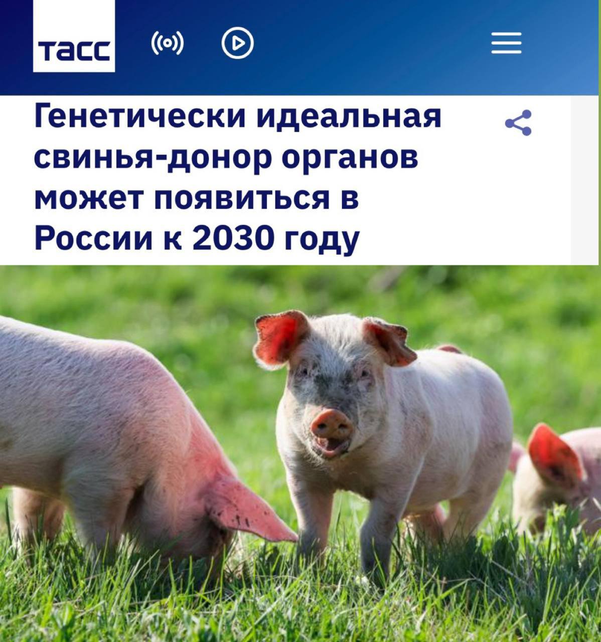 Пересадка органов свиньи будет доступна по ОМС В России к 2030 году планируют создать генетически модифицированных свиней доноров с идеальными органами для трансплантации