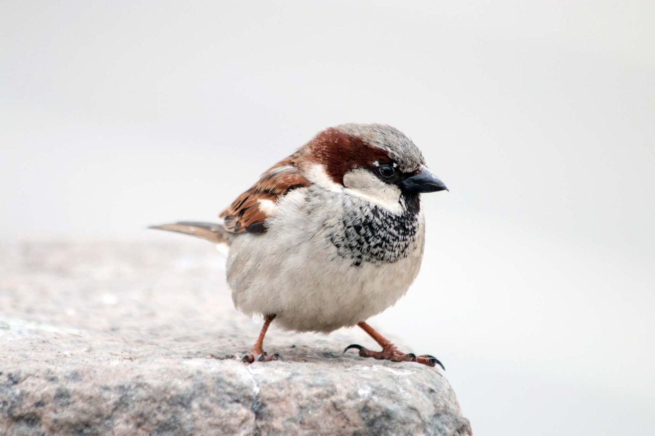 Всероссийскую перепись воробьёв проведут с 7 по 15 февраля В феврале воробьёв считают на кустах в этот период они громко чирикают и пока не приступили к размножению Птиц считают чтобы понять здоровье среды куда и почему они переселяются это важно для экологии Позитивный канал