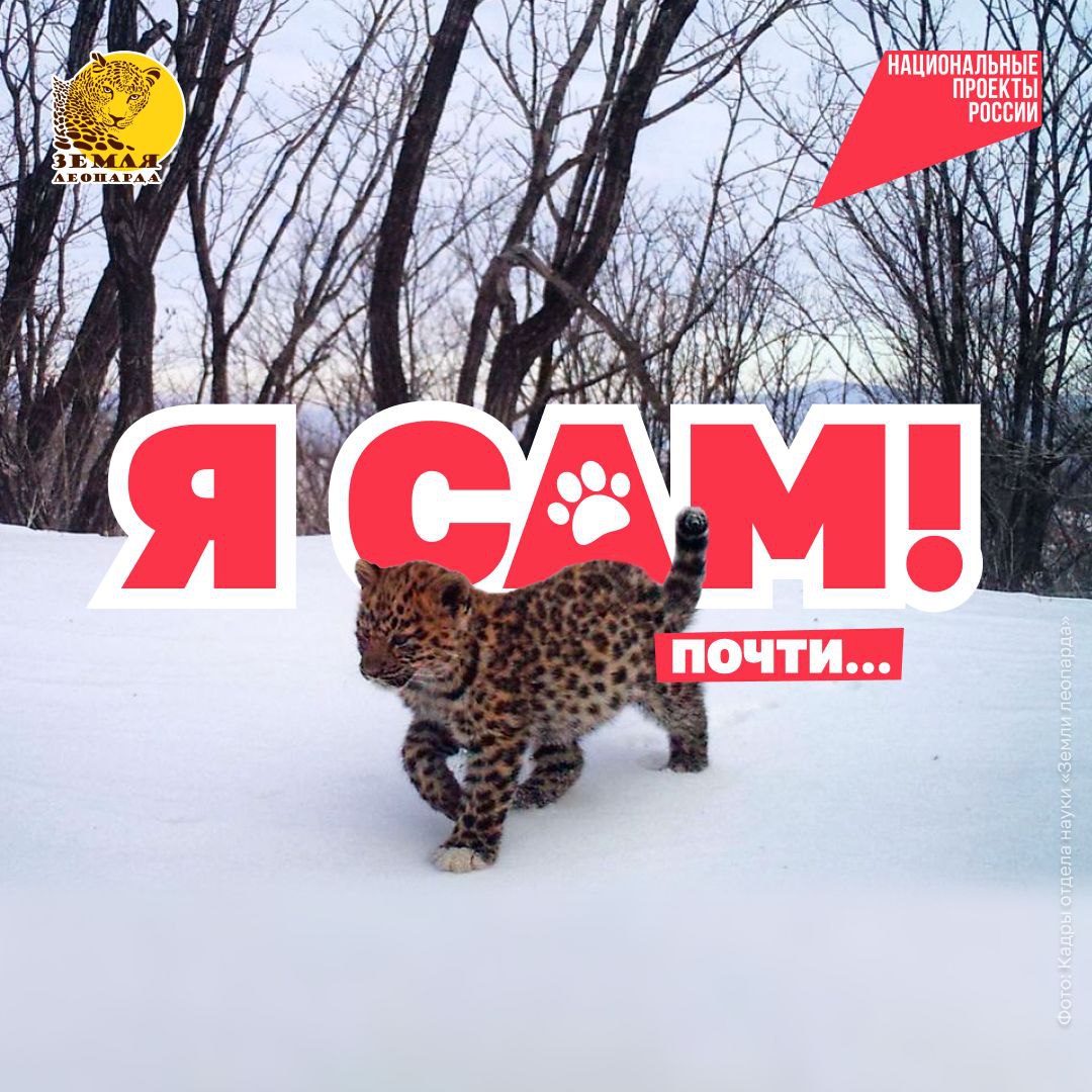 Такой маленький а уже леопард Сотрудники нацпарка Земля леопарда поделились снимками котёнка дальневосточного леопарда Он оказался в объективе фотоловушки пока гулял вместе с мамой та правда ушла чуть вперёд и в кадр не попала Самки дальневосточного леопарда очень заботливые мамы Первые полтора года ходят на прогулки со своими малышами учат их охоте и помогают осваивать мир Ставьте   пушистому это его первый снег Сохранять популяцию больших кошек помогает нацпроект Экологическое благополучие Он защищает и других редких животных например амурских тигров белых медведей снежных барсов и зубров нацпроектэкология   Подписывайтесь на канал Национальных проектов Читайте нас в MAX