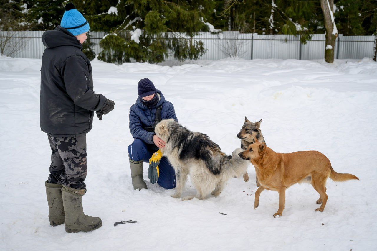 Собаки которые остались без хозяев во время трагедии случившейся на ул Митькина в субботу нашли свой приют в доме усадьбе Лохматые судьбы Собаки проходят лечение и находятся под присмотром волонтёров Им уже начали искать новых хозяев Узнать всю интересующую информацию можно по телефону 7 915 139 40 66