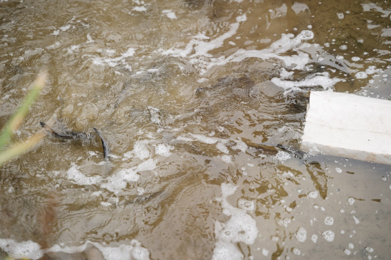 В Воронежское водохранилище выпустили 100 тыс мальков сазана и толстолобика Мальков и толстолобиков выпустили в водохранилище в рамках акции Родные берега Эти виды рыбы очищают водоемы от водорослей В мероприятии участвовали и дети Для юных экоактивистов также провели экологические викторины В игровой форме ребята узнали о простых но важных правилах которые помогают заботиться об окружающей среде Подписывайтесь на канал РИА Воронеж в Max