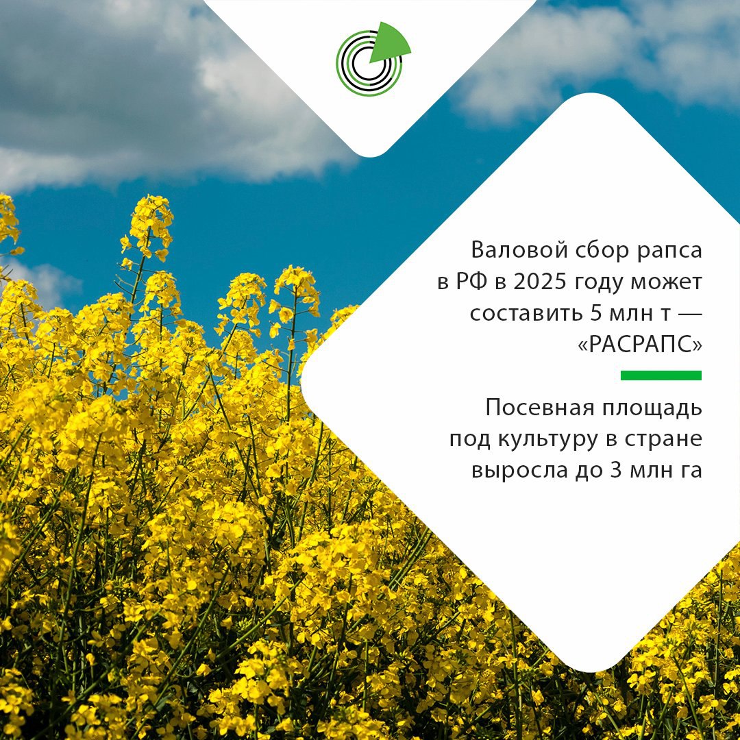 ВАЛОВОЙ СБОР РАПСА В РФ В 2025 ГОДУ МОЖЕТ СОСТАВИТЬ 5 МЛН Т — «РАСРАПС» Российские аграрии могут собрать 1-1,2 млн т озимого рапса, а вместе с яровым валовой сбор культуры может составить 5 млн т против 4,66 млн т в 2024 году. Такой прогноз журналу поле.рф озвучил генеральный директор ассоциации производителей и переработчиков рапса «РАСРАПС» Сергей Тучин. По словам эксперта, в целом по стране посевная площадь под рапс выросла до 3 млн га, из них 754,5 тыс. га — под озимый 536,6 тыс. га годом ранее и 2,4 млн га — под яровой 2,19 млн га . Подробнее: