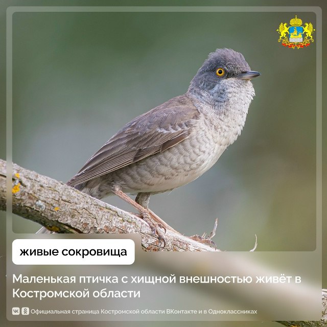 В костромских лесах живёт птица поющая будто на двух языках Это ястребиная славка небольшая певчая птица длиной всего 14 см внешне похожая на ястреба Она поёт необычно сначала нежные трели потом резкие звуки похожие на крик хищника чтобы отпугнуть врагов Птица встречается в южных и западных районах области Нерехтском Красносельском Костромском Сусанинском и других и занесена в Красную книгу региона