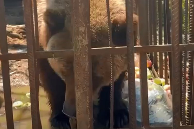 Питомник «К-9» заберёт медведицу, брошенную в Листвянке  Медведицу, которую бросил в Листвянке владелец закрывшегося частного зоопарка, заберёт питомник «К-9». Об этом сообщается в аккаунтах питомника в соцсетях.  Перевозка медведицы запланирована на 11 июля. Для неё построили специальный вольер.  Руководитель питомника «К-9» Вячеслав Славин сообщил, что медведице больше 20 лет, однако из-за плохих условий содержания она минимум в 2-3 раза меньше, чем должна быть.  Тем временем 7 июля медведица выбиралась из клетки и напугала туристов и жителей Листвянки. Её удалось загнать обратно и укрепить летку. Животное кормят неравнодушные жители.   #иркутск